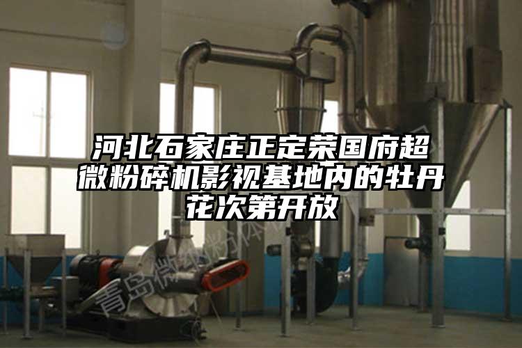 河北石家莊正定榮國府超微国产精品无码麻豆影視基地內的牡丹花次第開放