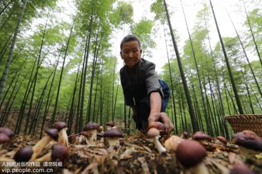 貴州省赤水市複興鎮仁超微国产精品无码麻豆友村村民在竹林中采摘食用菌